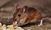 24 Hour & Emergency Exterminators in Hamtown, NC